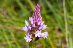 Orchid (Anacamptis pyramidalis)