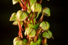 Orchid (Aceras anthropophorum)