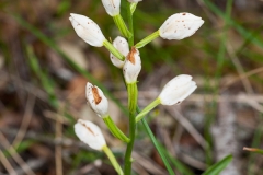Orchid (Cephalanthera longifolia)