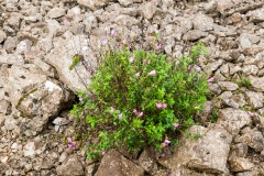 Snapdragon (Antirrhinum linkianum)