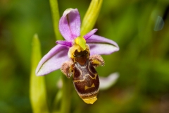 Orchid (Ophrys scolopax)