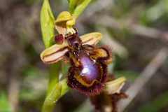 Orchid (Ophrys speculum)