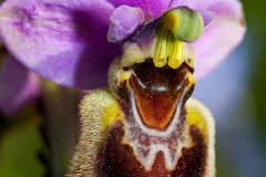 Orchid (Ophrys tenthredinifera)