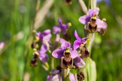 Orchid (Ophrys tenthredinifera)