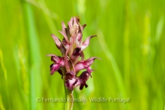 Orchid (Orchis coriophora)