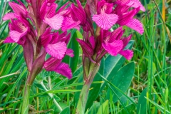 Orchid (Orchis papilionacea)