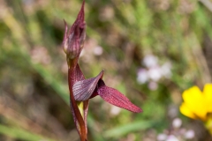 Tongue Orchid (Serapias parviflora)