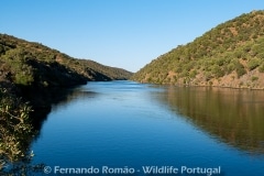 Tejo Internacional Natural Park