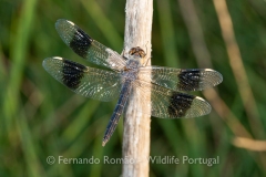 Banded Groundling (Brachythemis impartita)