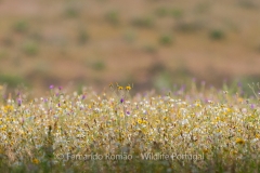 Flowering field at Tejo Internacional Natural Park