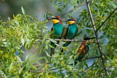 European Bee-eater (Merops apiaster)