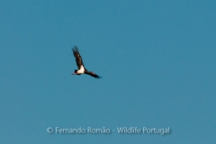 Black Stork (Ciconia nigra)