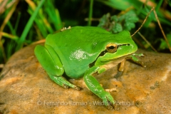 Stripless Tree Frog (Hyla meridionalis)