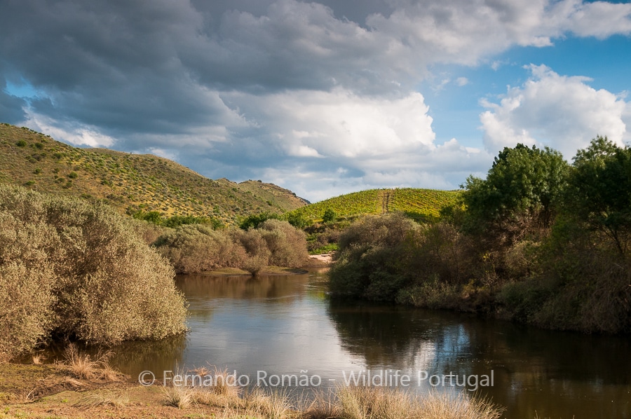 The Greater Coa Valley on Discovery is a Wildlife Portugal activity