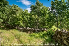 Oak forest at the Greater Coa Valley