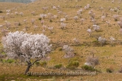 Almond blooming