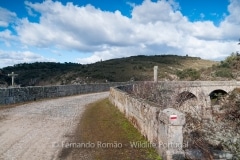 Old bridge over Coa River