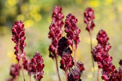 Linaria aeruginea aeruginea