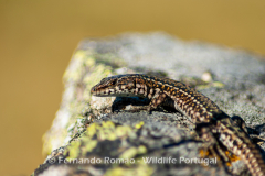 Guadarrama's Wall Lizard (Podarcis guadarramae)