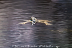 Mediterranean Pond Terrapin (Mauremys leprosa)