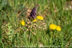 Muscari comosum