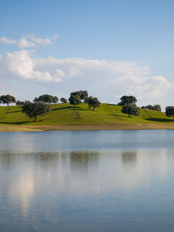 Green grassland with Holm oaks by the lake