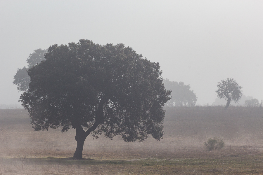 Holm Oak through the mist