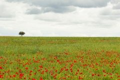 Alentejo landscape