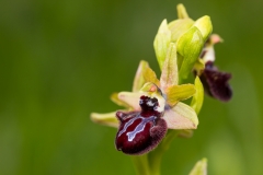 Ophrys_sphegodes_Orchidaceae_MG_3677