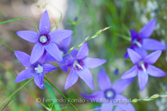 (Campanula lusitanica)