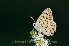 Iberian Sooty Copper (Lycaena bleusei)