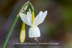 Campanários (Narcissus triandrus)