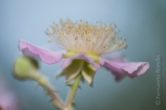 Silva (Rubus ulmifolius)