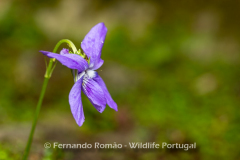 (Viola riviniana)