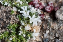 Arenaria querioides querioides