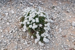 Iberis procumbens microcarpa