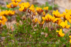 Lotus corniculatus subsp. carpetanus