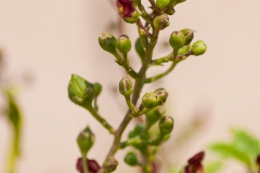 Scrophularia sublyrata